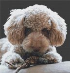 Cream Poodle (image for) Cream Poodle